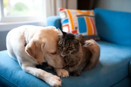 Abra sua casa e seu coração: Itapema cadastra lares temporários para cães e gatos resgatados